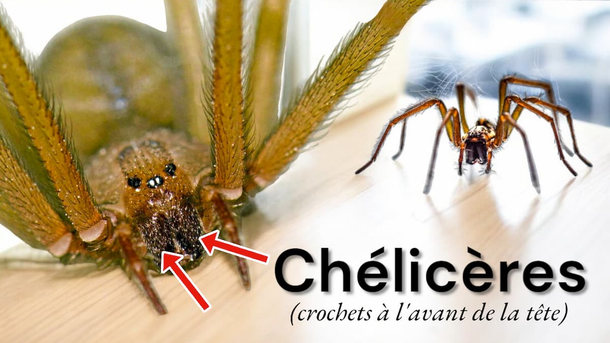 Chélicères d'araignées à l'avant de sa tête