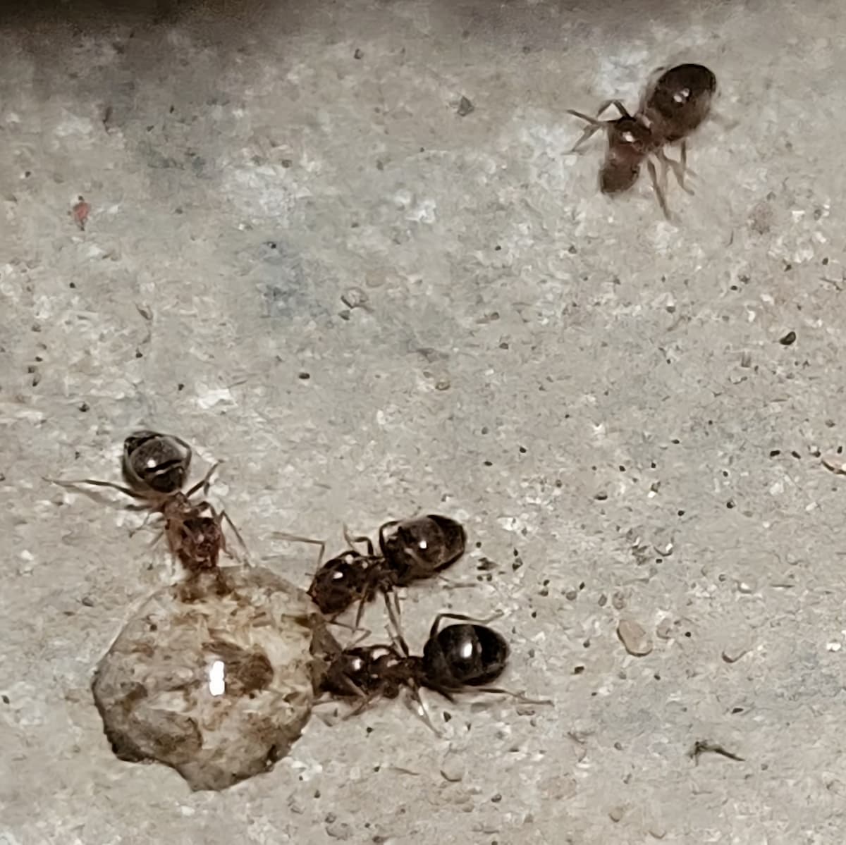 Fourmis mangeant une goutte de gel anti fourmis ARI GEL