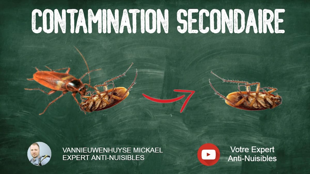 Schéma d'explication de la contamination secondaire chez les cafards