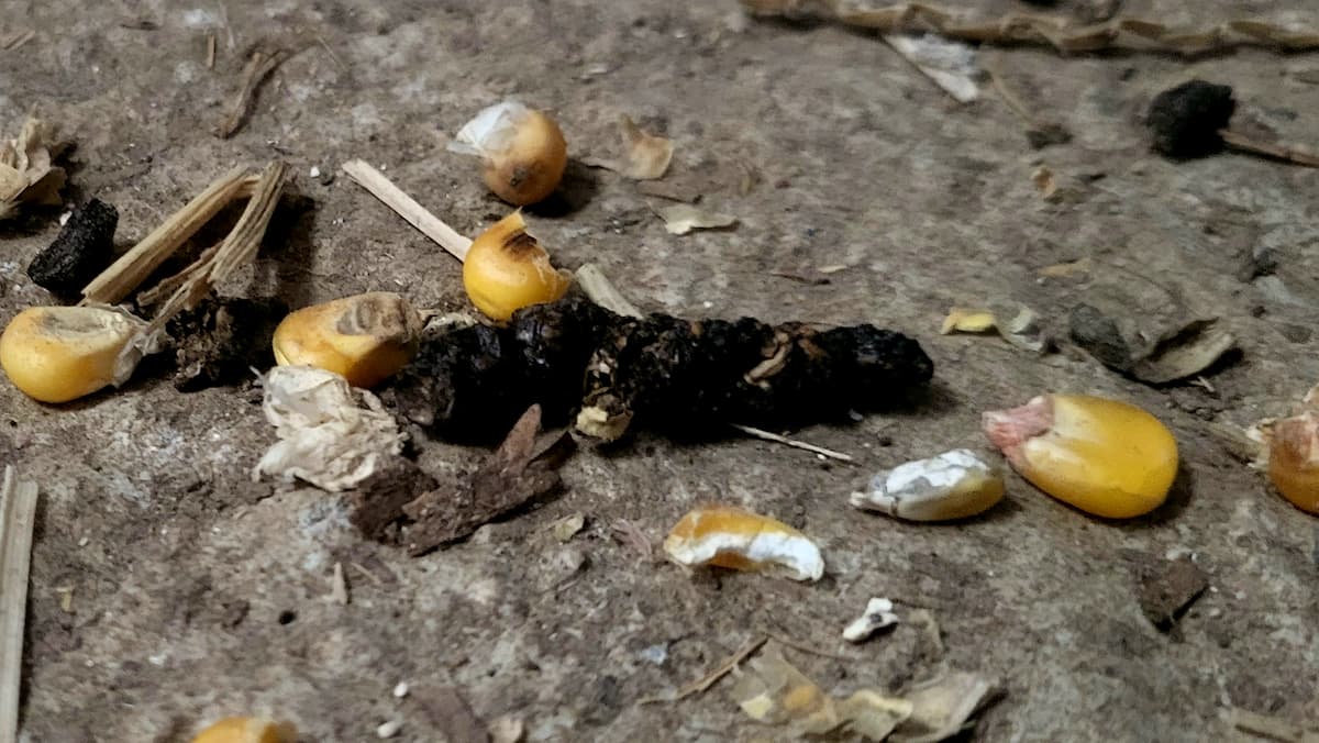 Crotte de rat au sol, au milieu de grains de maïs