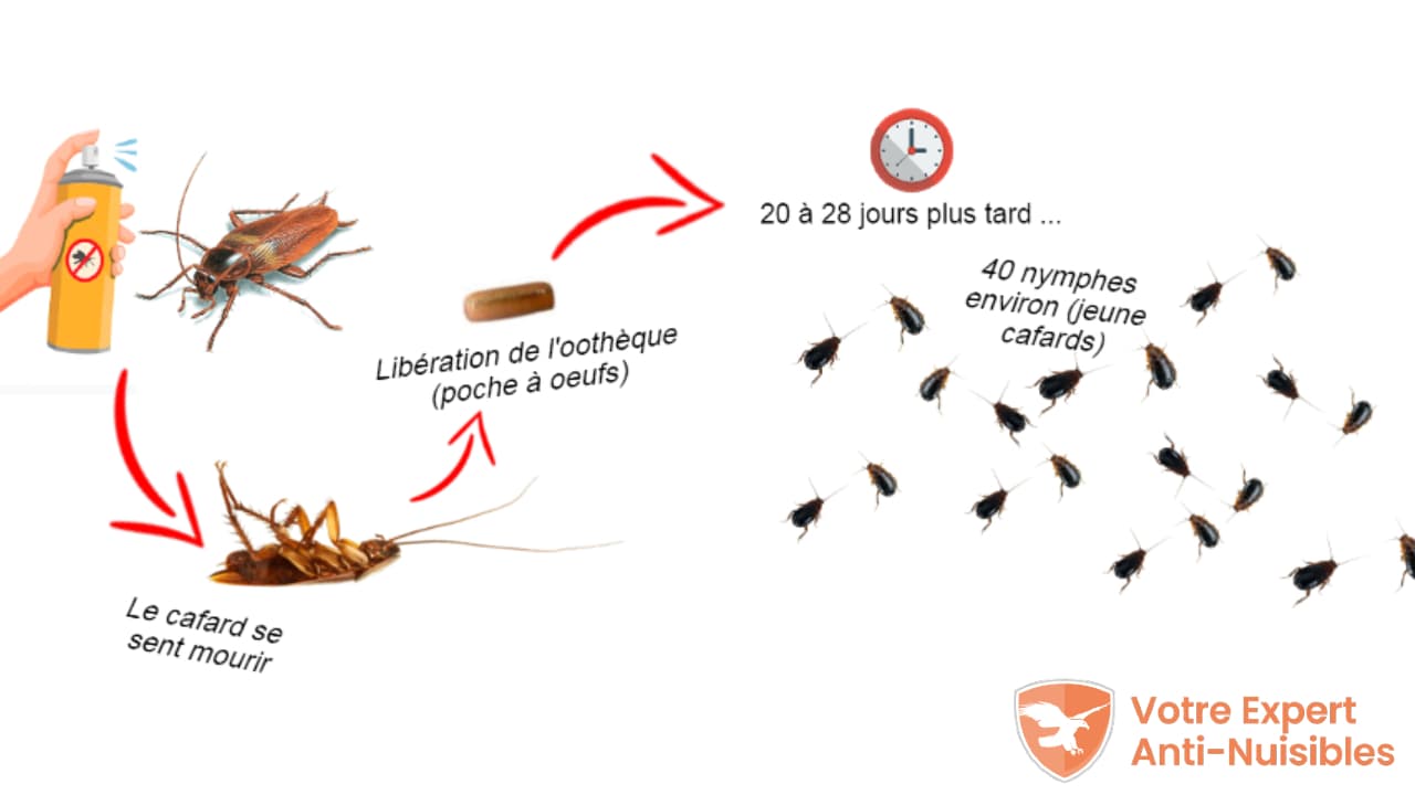 Schéma d'un cafard traité avec un insecticide à durée de vie courte