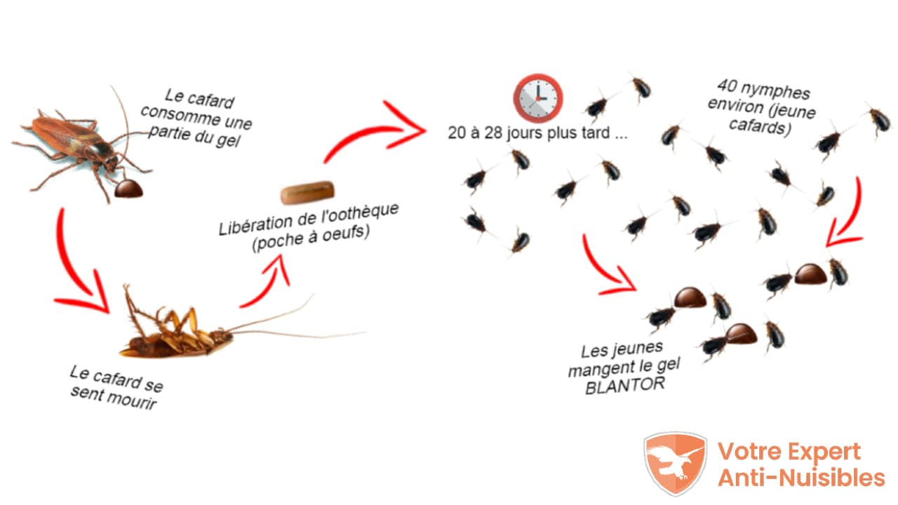 Schéma d'un cafard traité avec un insecticide à durée de vie longue