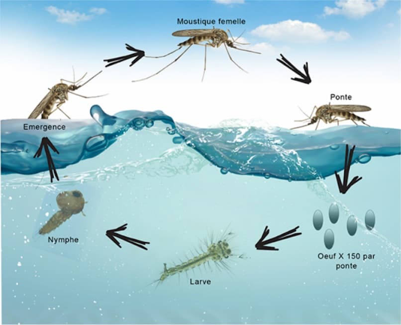 Larve de moustique : comment la tuer