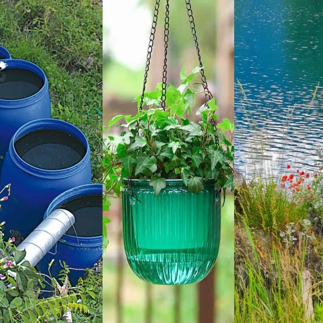 Réservoir d'eau stagnante, peau de fleur suspendu, mare