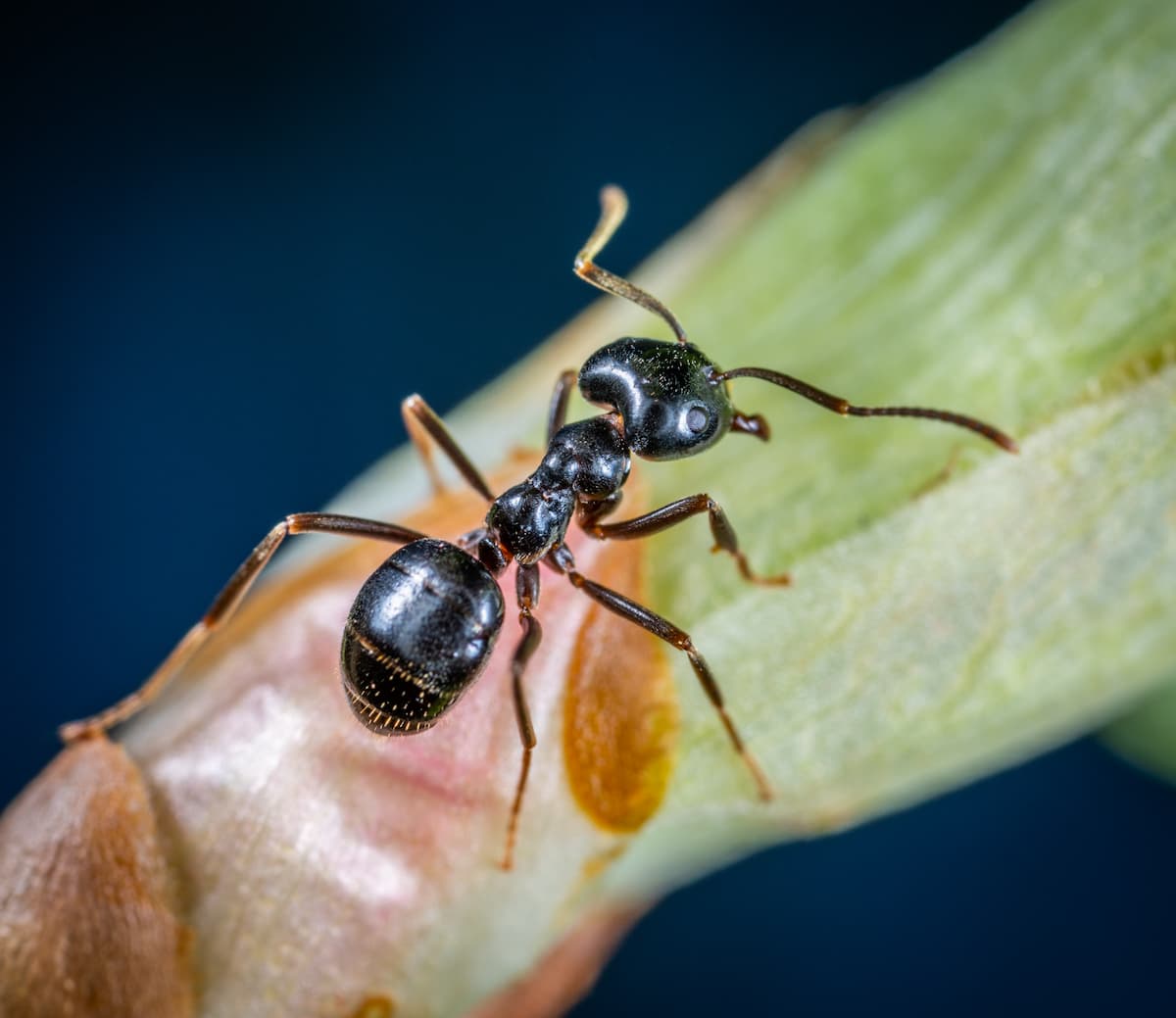 Fourmi noire posée sur une tige de plante, son abdomen bien visible