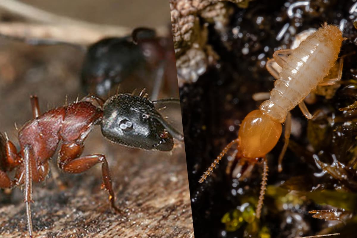 Une fourmi charpentière et un termite