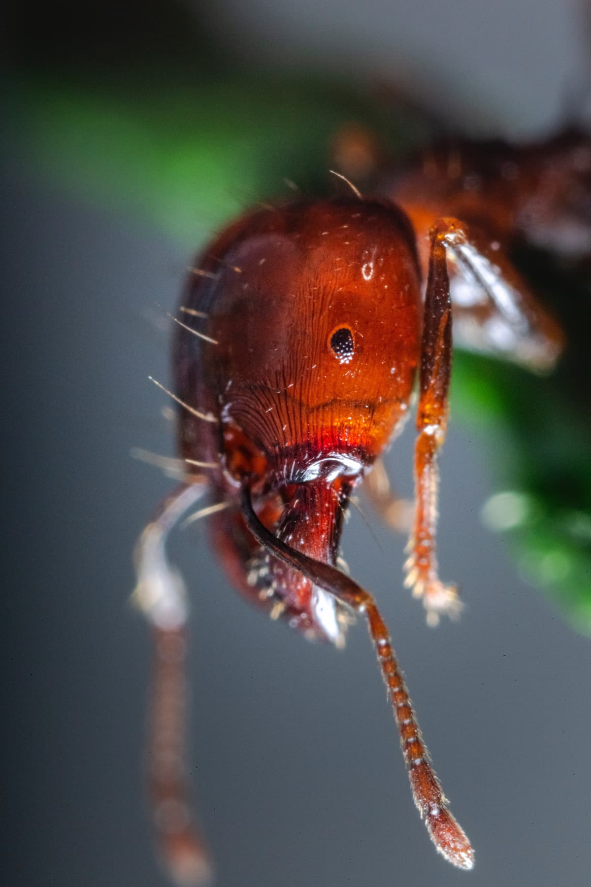 Vue macro de la tête d'une fourmi rouge