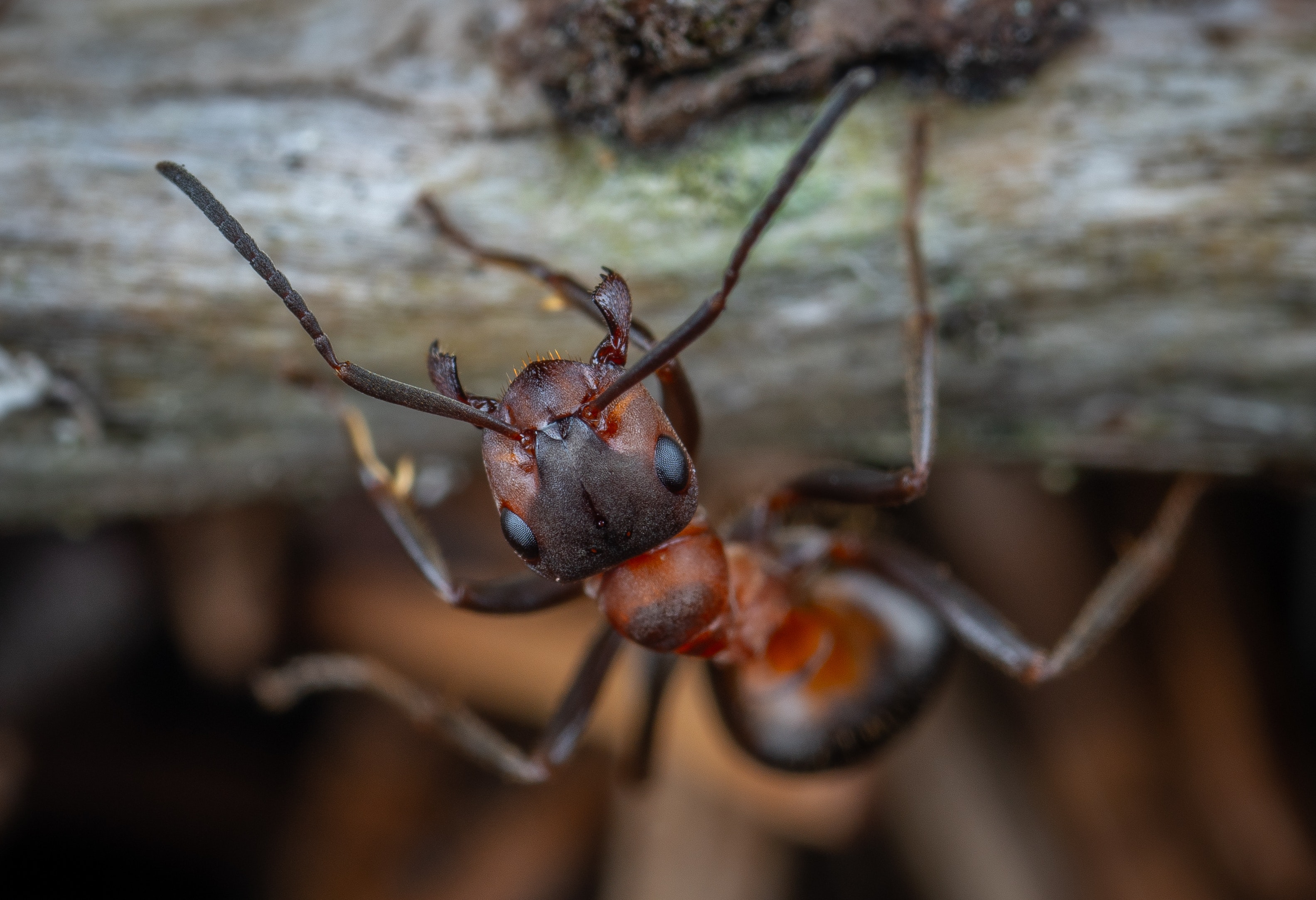 Anti-fourmis en boîtes sécurisées. 2 appâts Naturen