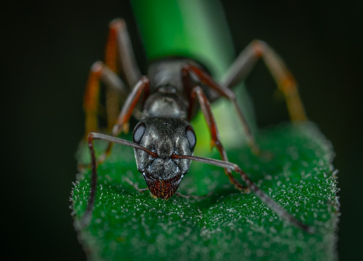 Vue frontale d'une fourmi postée sur une feuille