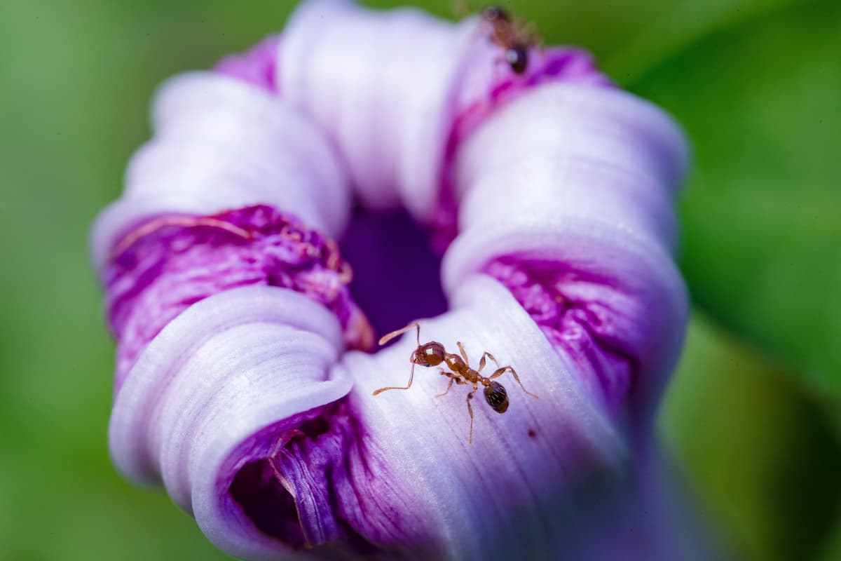 Fourmi juchée sur une fleur du jardin