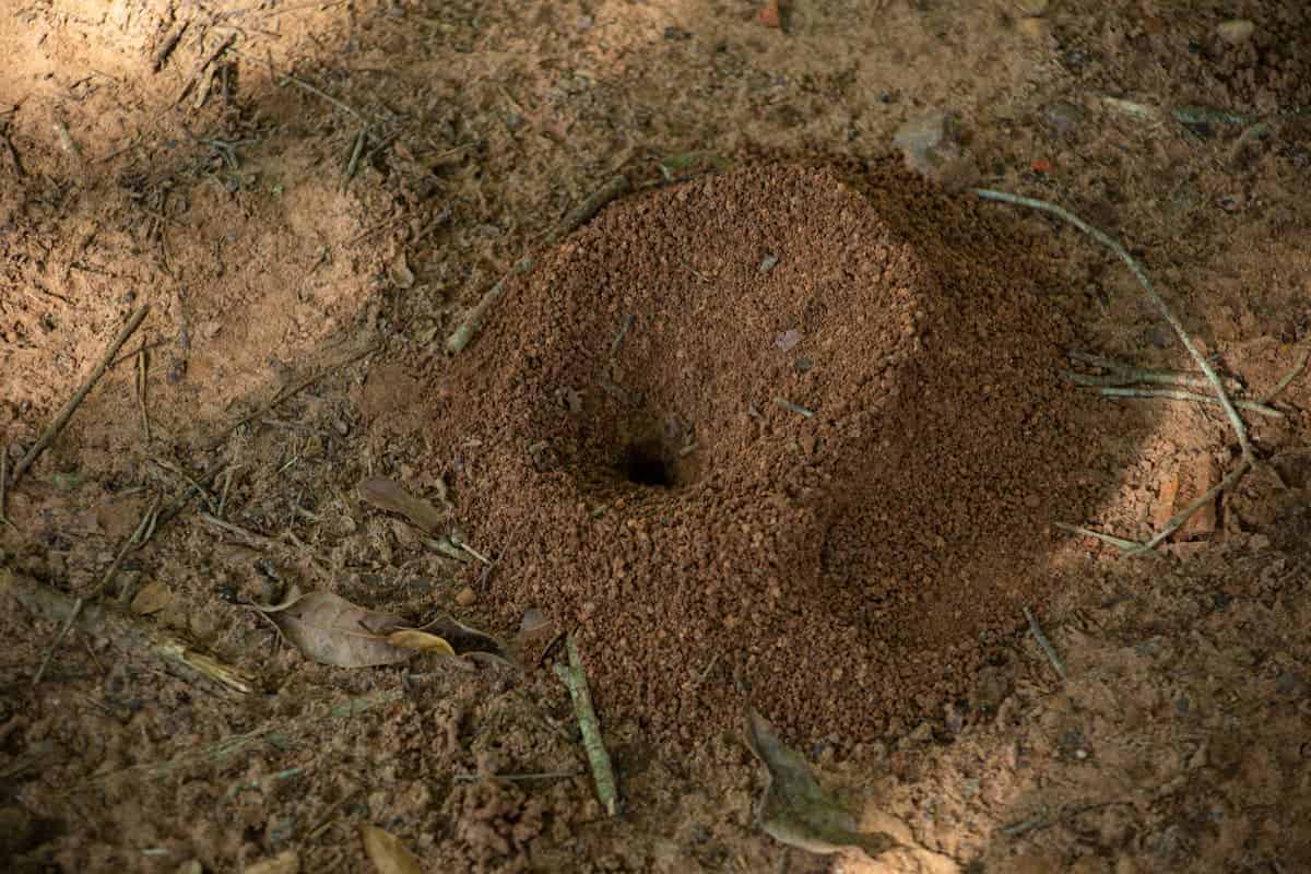 Entrée d'une fourmilière de fourmis noires