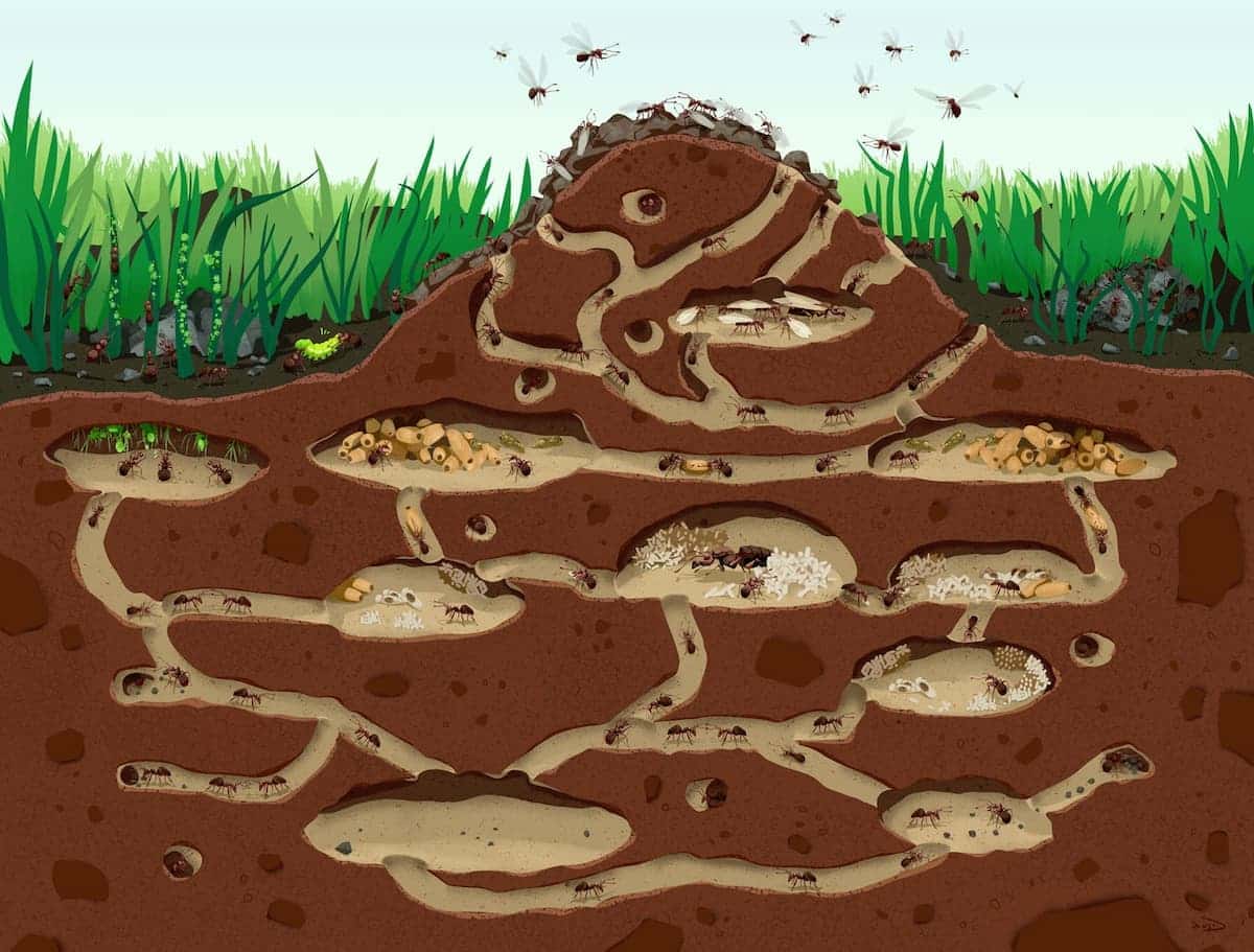 Schéma d'illustration de l'organisation d'une fourmilière
