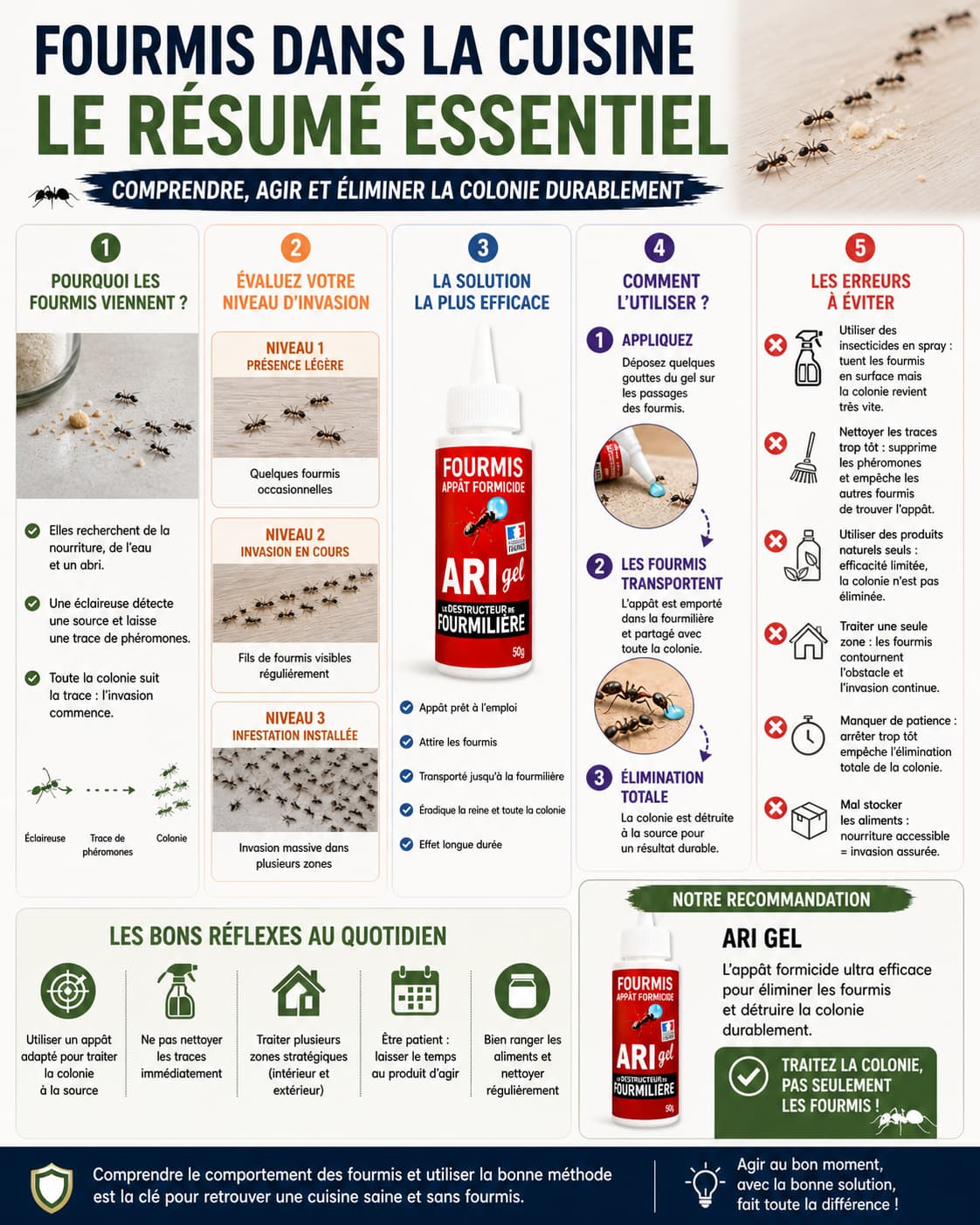 infographie fourmis dans la cuisine