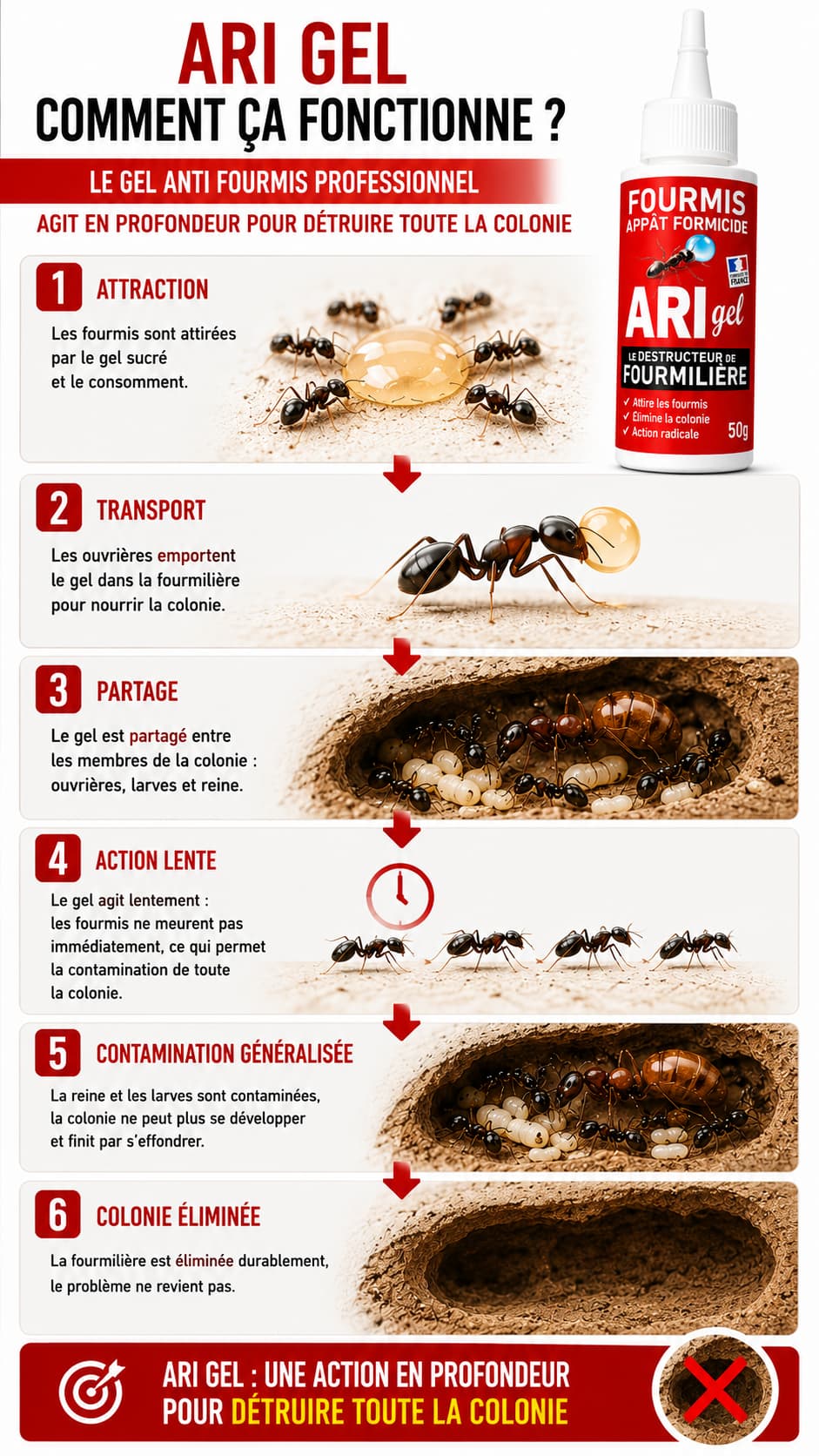 Étapes de fonctionnement d'un gel anti fourmis professionnel (ici, le ARI GEL) sur une colonie de fourmis