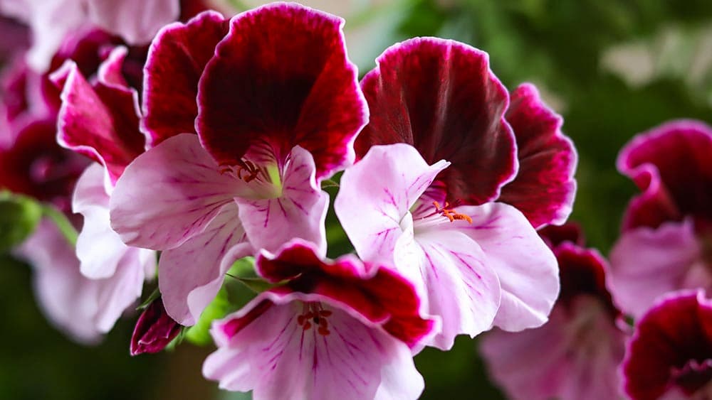 Fleur de géraniol