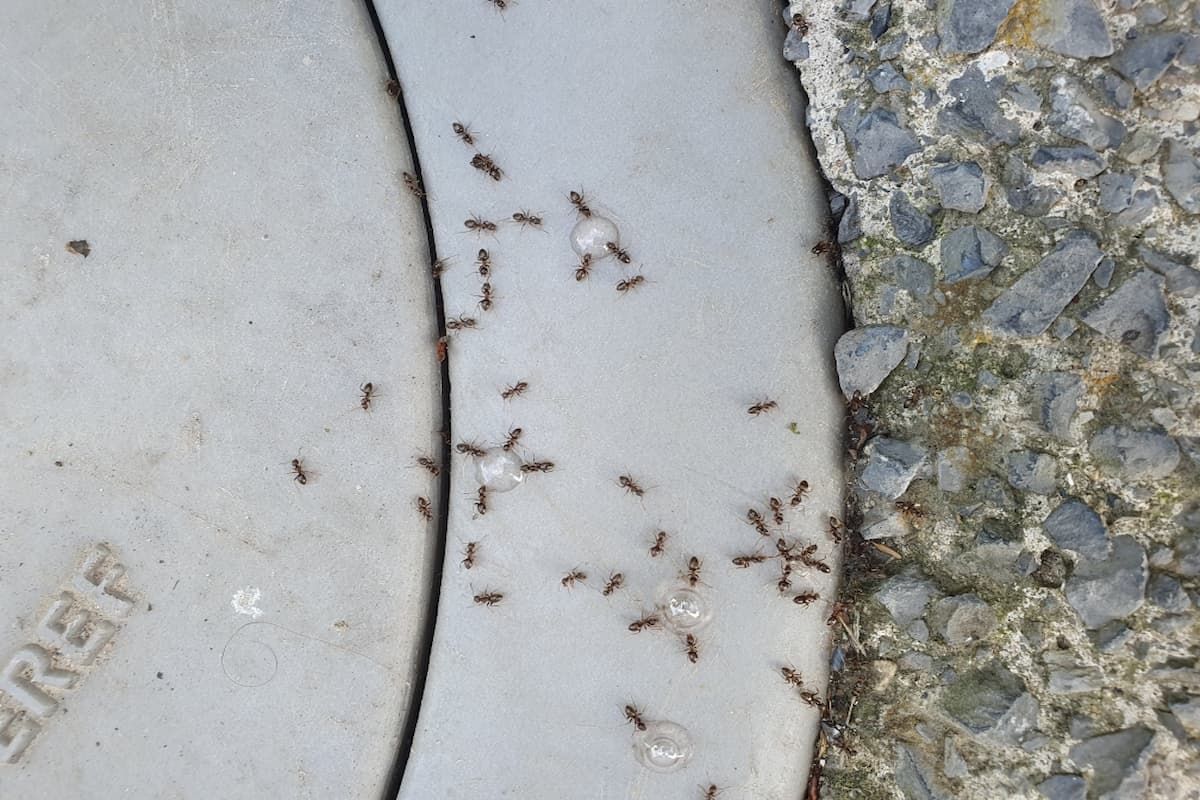 Regroupement de fourmis aventurières autour de gouttes de gel anti fourmis