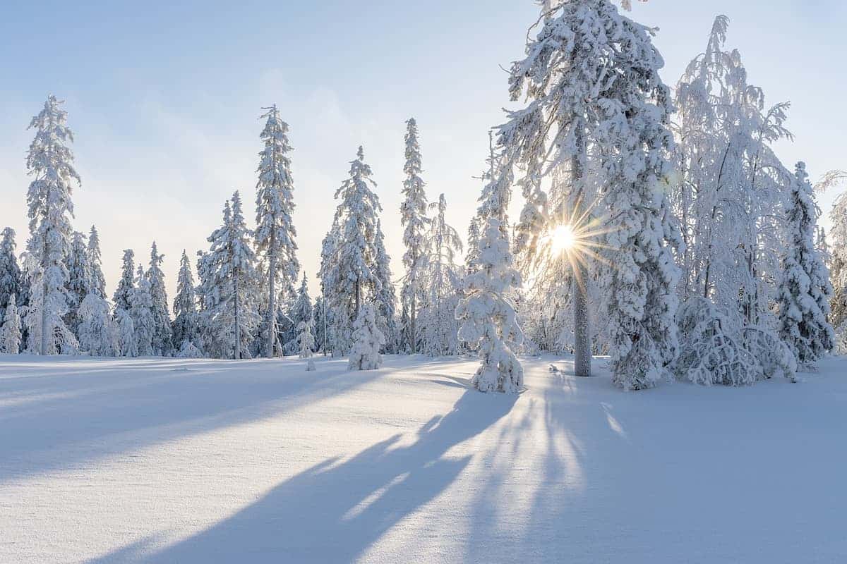 Étendue de neige en lisière de forêt sous un ciel bleu ensoleillé d'hiver
