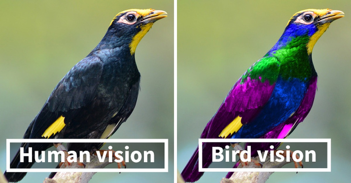Comparaison de la perception des couleurs entre les Hommes et les oiseaux