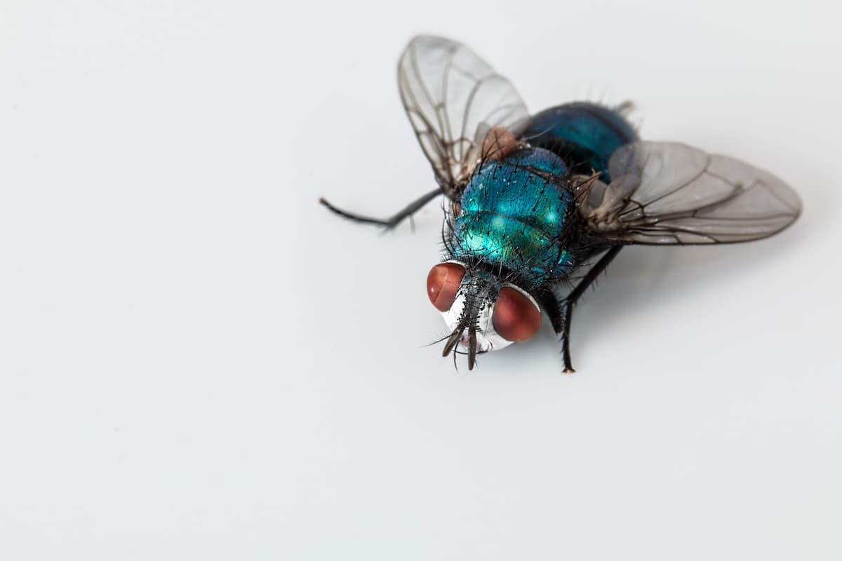 Nid de mouches : comment le détecter et le détruire ?