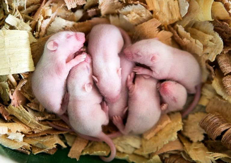 7 souriceaux dans leur nid