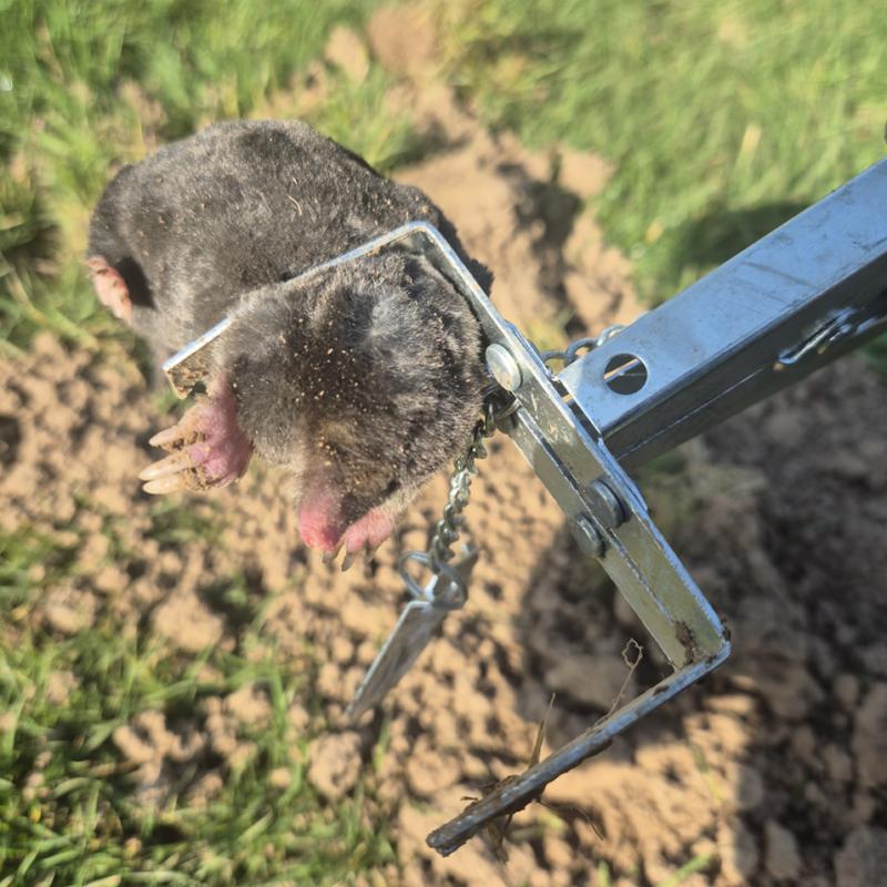 Taupe morte, prise dans un piège à pince