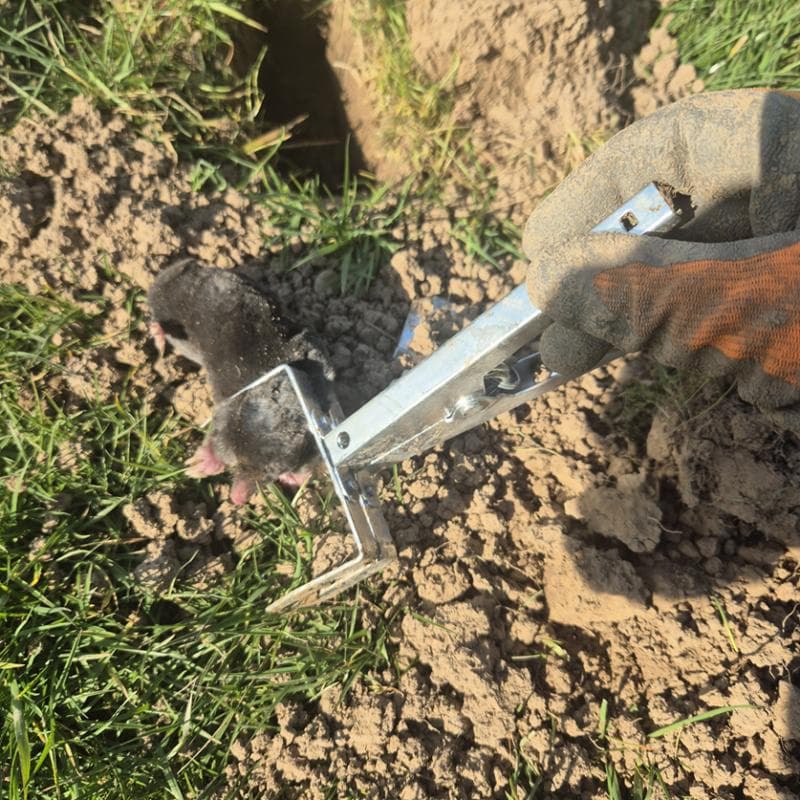 sortie de terre d'un piege à pince ayant capturé une taupe