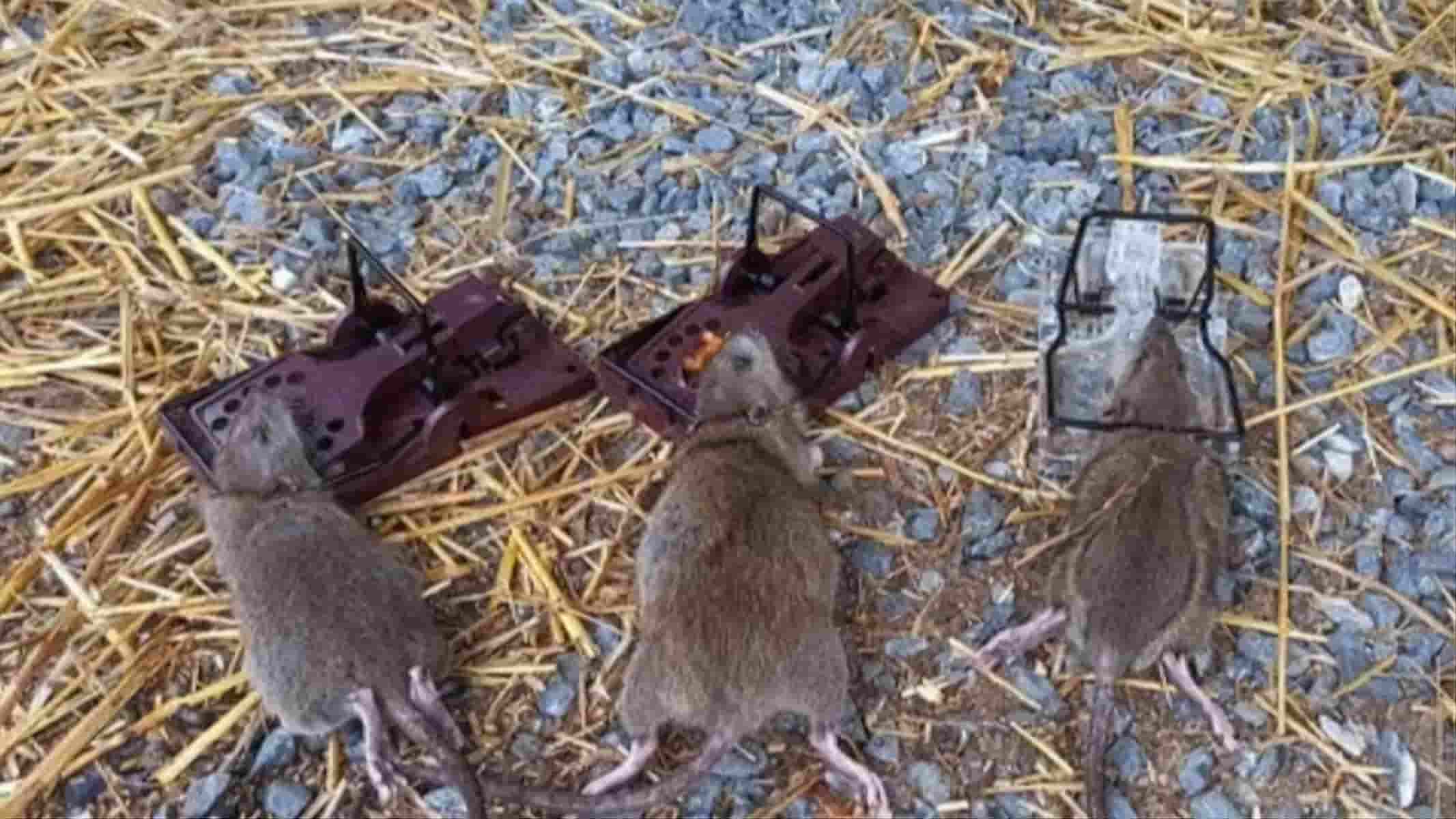 3 rats morts au sol, pris au piège