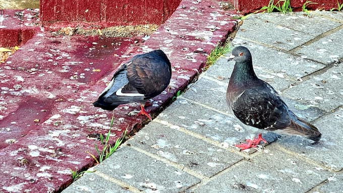 Protection à pics contre les pigeons pour vos gouttières