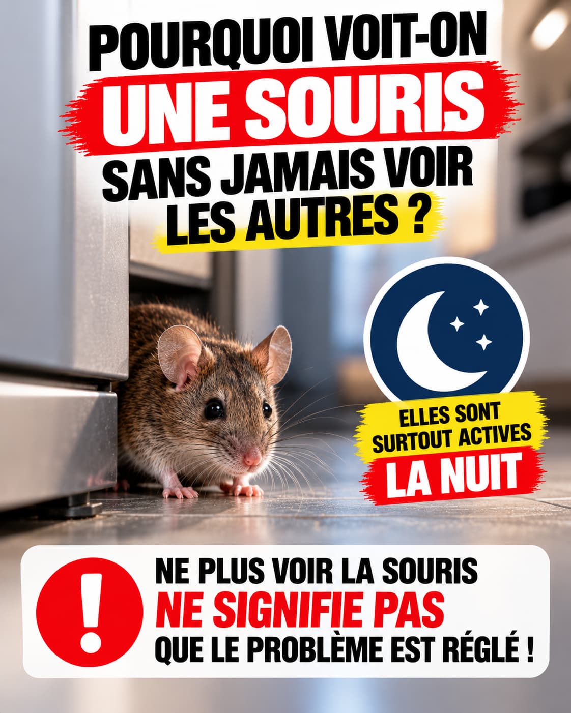 Pourquoi voit-on une souris dans la maison sans voir les autres