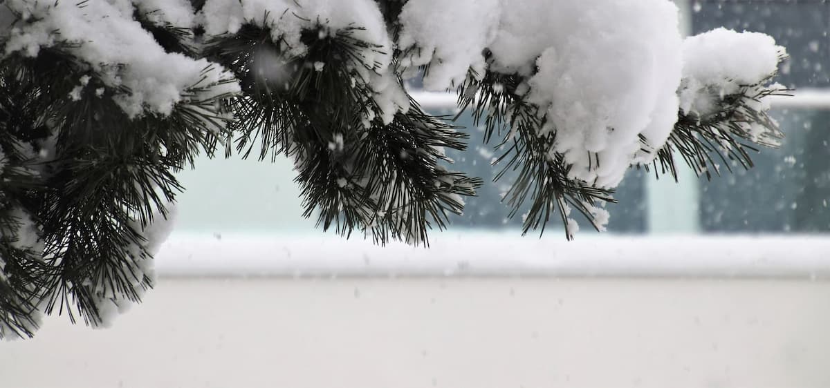 Neige sur une branche de sapin