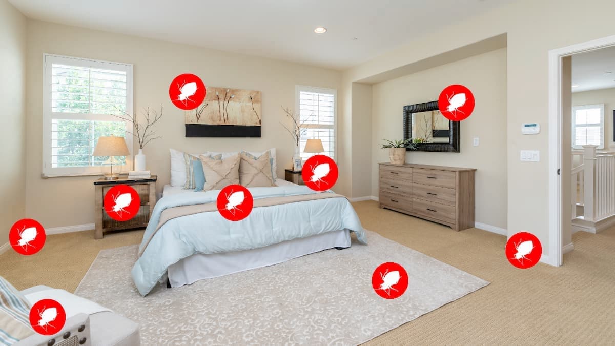Schéma de localisation potentielle d'une punaise de lit et de ses oeufs dans une chambre