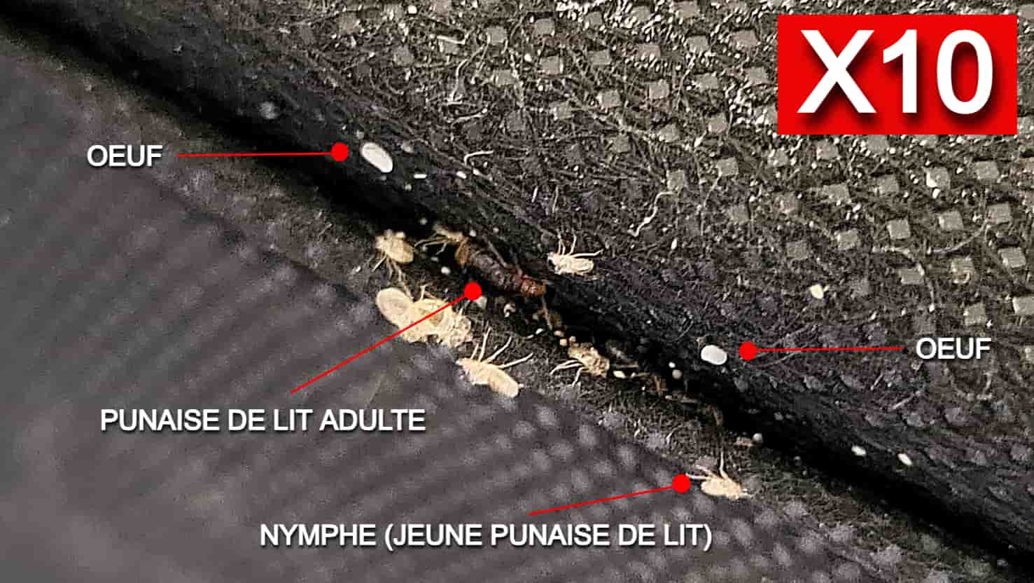 Identification de 3 stades de punaise de lit dans le replis d'un canapé