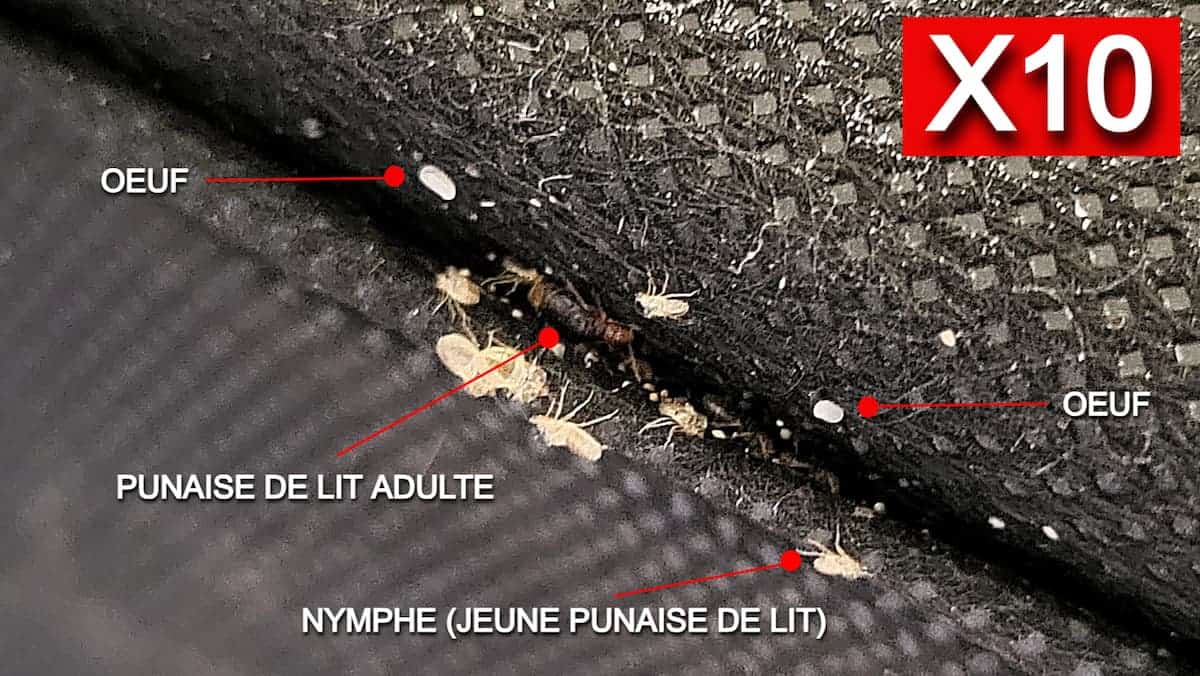 Photo zoomée des 3 stades d'évolution d'une punaise de lit dans un canapé