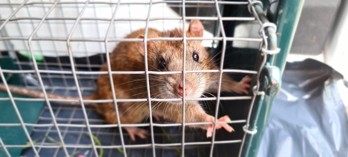 Rat dans une cage de capture