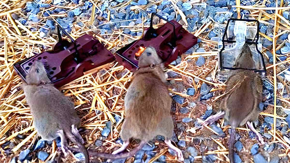 3 rats surmulots morts, pris au piège dans une grange