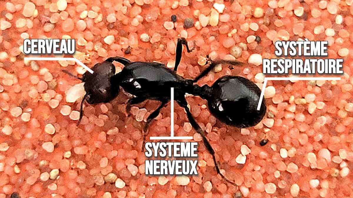 Schéma de découpe du corps d'une fourmi reine