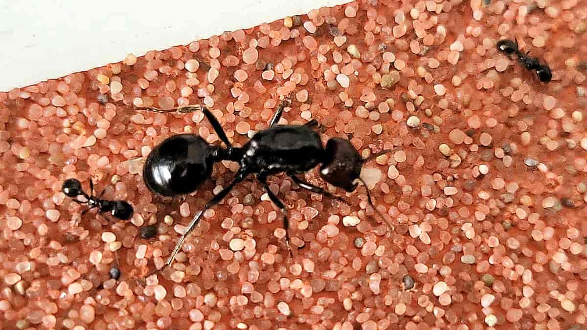 Taille comparée d'une fourmi reine et de 2 ouvrières