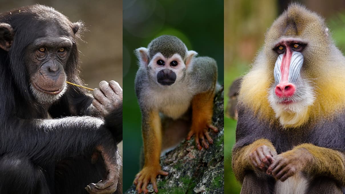 Chimpanzé, macaque et mandrill