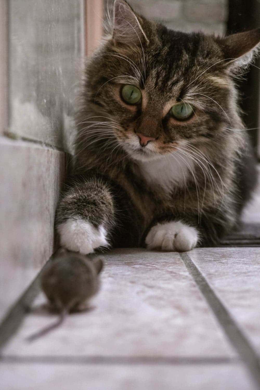 Une souris de dos faisant face à un chat qui l'observe attentivement