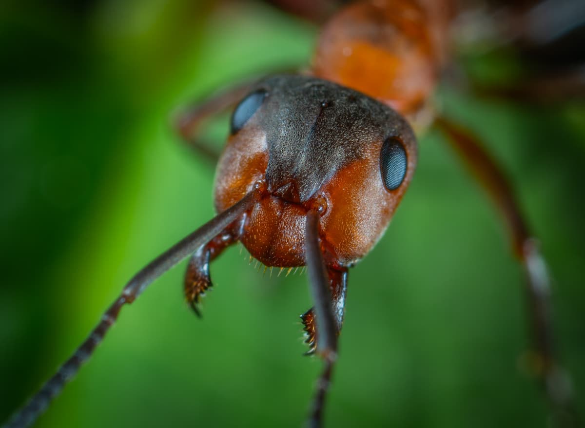 Tête de fourmi zoomée