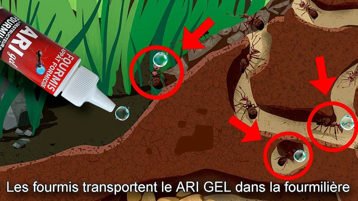 Schéma de transport du ARI Gel anti fourmis dans la fourmilière