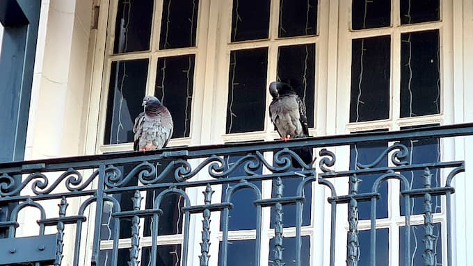 3 solutions pour éloigner les pigeons d'un balcon
