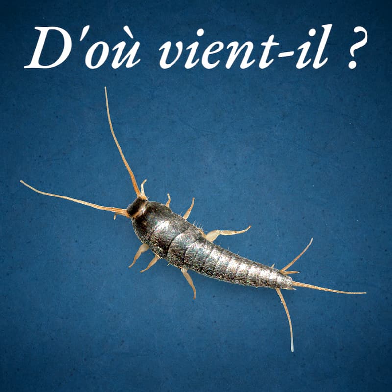 Poissons d'argent : comment viennent-ils chez nous ?