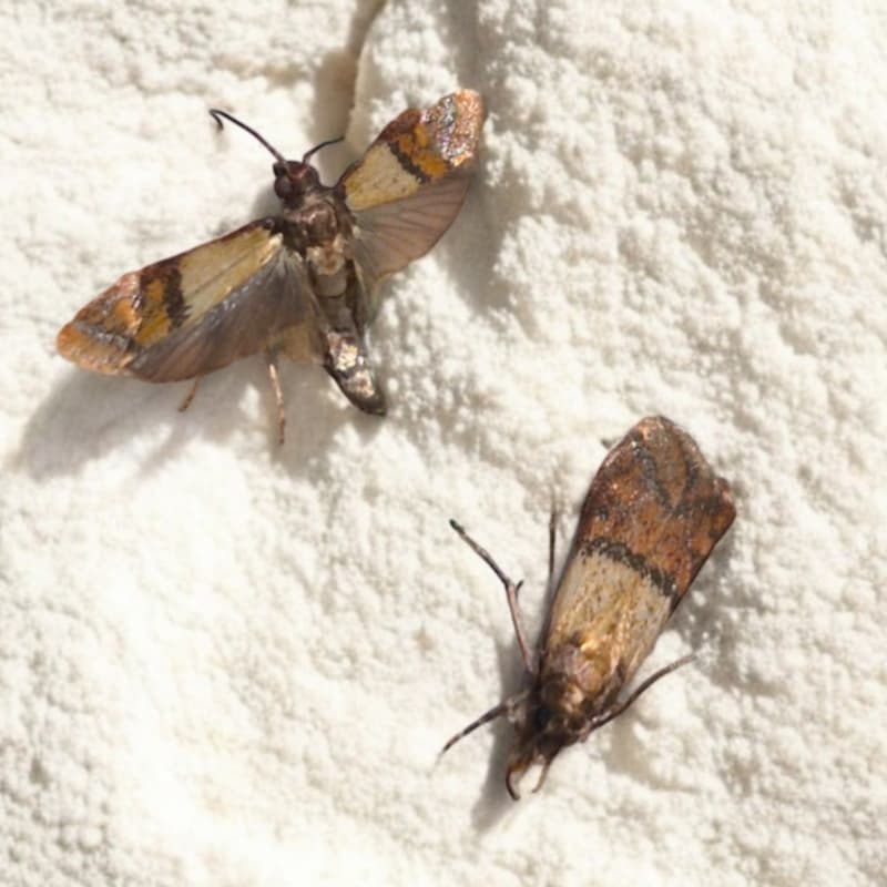 Comment identifier des œufs de mites alimentaires ? Explications & photos