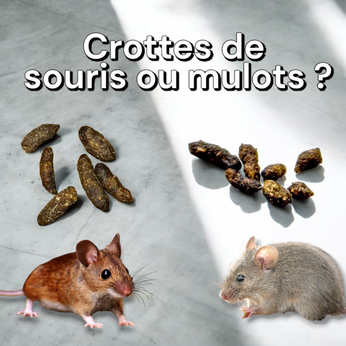 Crotte de souris ou mulot : comment les différencier ?