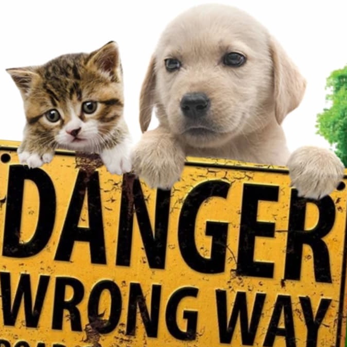 Est-ce que la mort-aux-rats est dangereuse pour un chien ou un chat ?