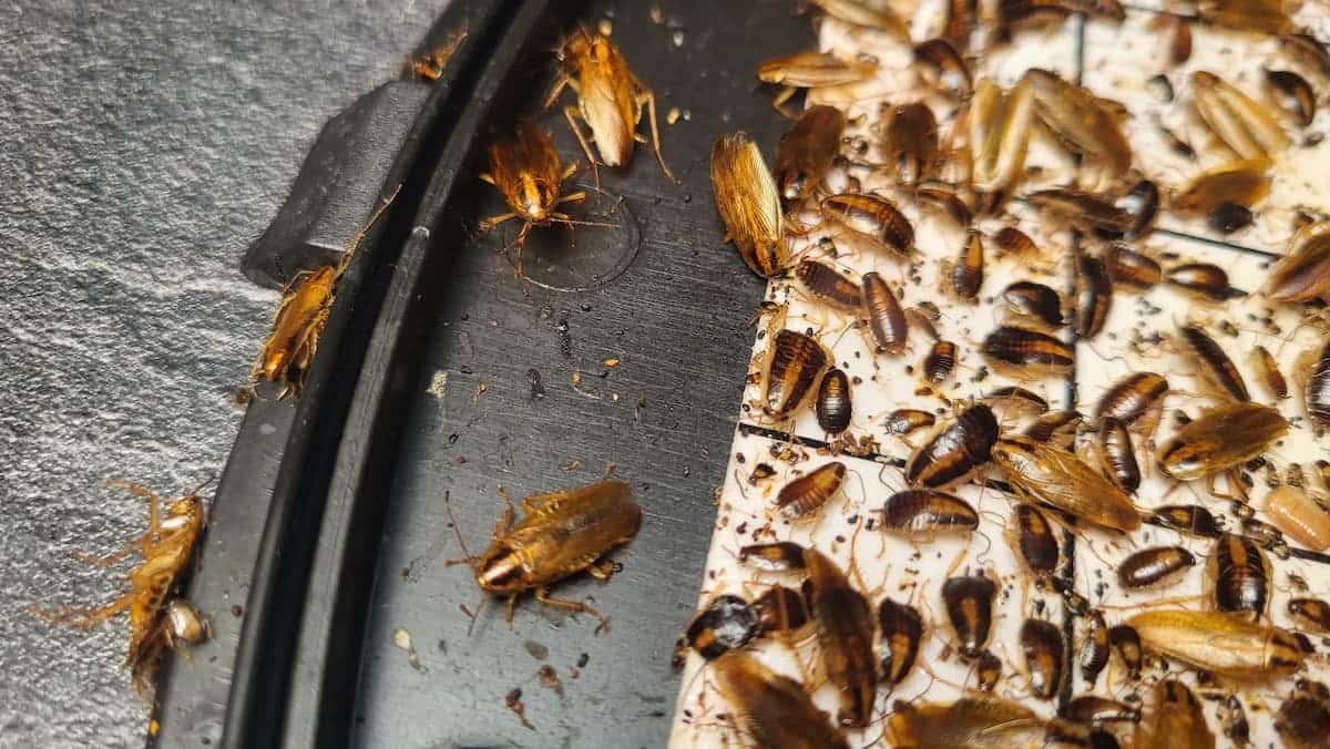 5 moyens pour trouver et éliminer les cafards et les blattes ?