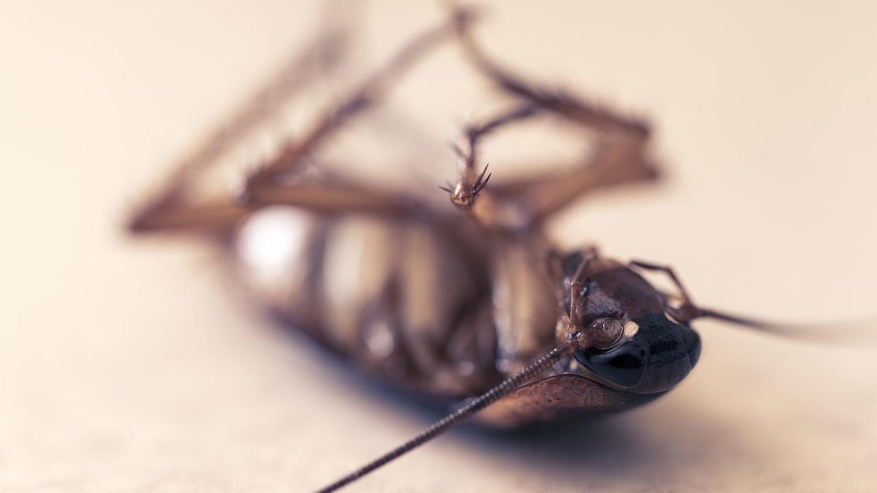 Des solutions naturelles pour se débarrasser des cafards et des blattes -  SOLUTY