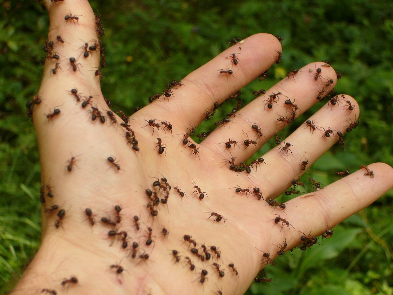 Les fourmis pourraient être utiles pour chasser les araignées de