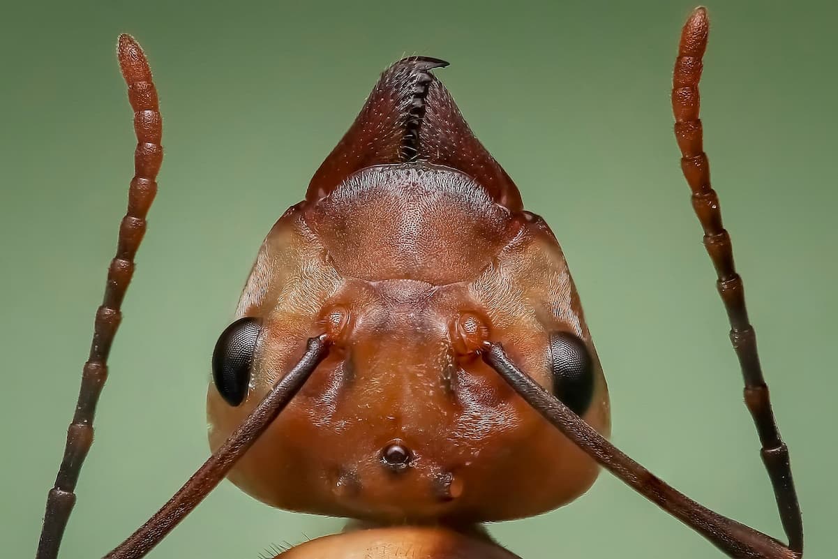 Comment se débarrasser des fourmis à la maison ?